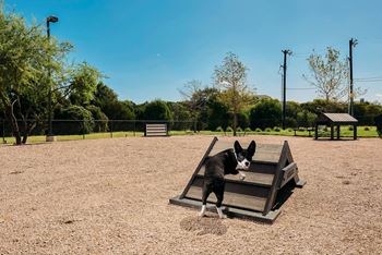 Bark Park for your Best Friend